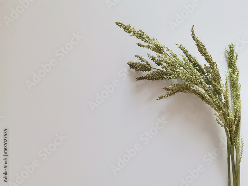 Bunch of green herbs spikelets isolated on white background with a copy space