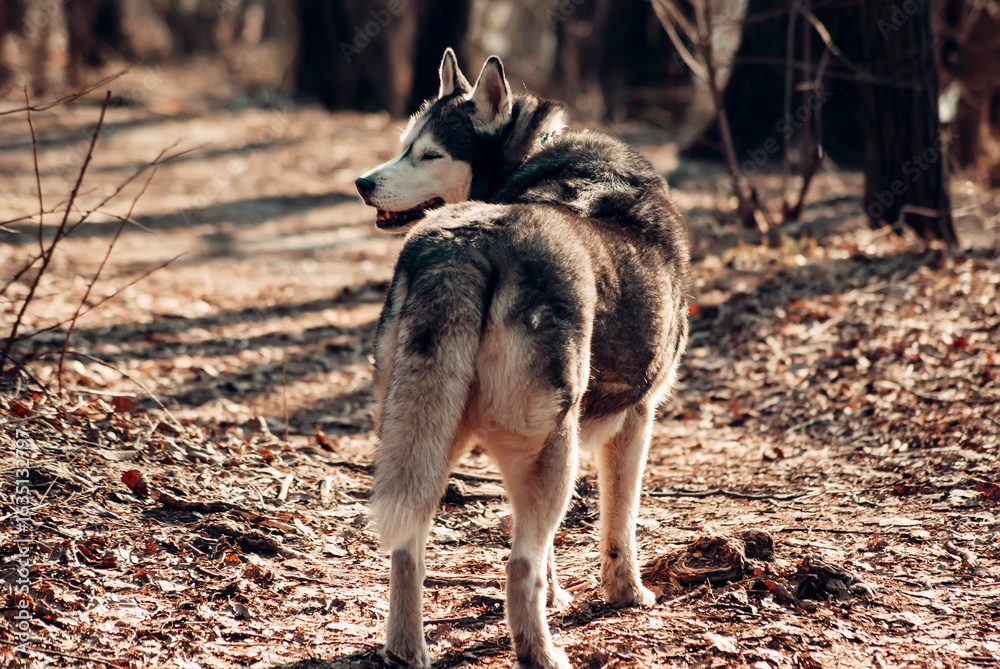 Obraz premium wolf in the forest