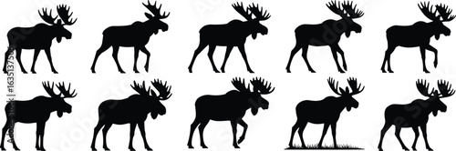 Moose walking silhouette set, side profile poses, antler variations, animal motion study, black vector graphic, wildlife illustration, nature animation reference