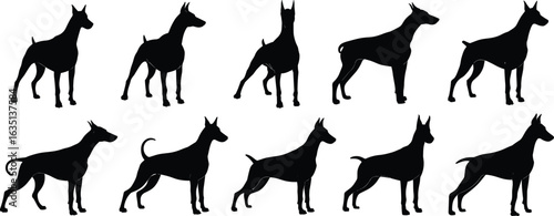 Doberman dog silhouette set, standing pose variations, pointed ears, tail shapes, black vector graphic, breed posture study, pet animal art