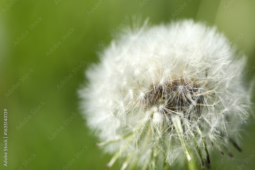 Fototapeta premium Blooming white dandelion flower in green grass outdoors, closeup