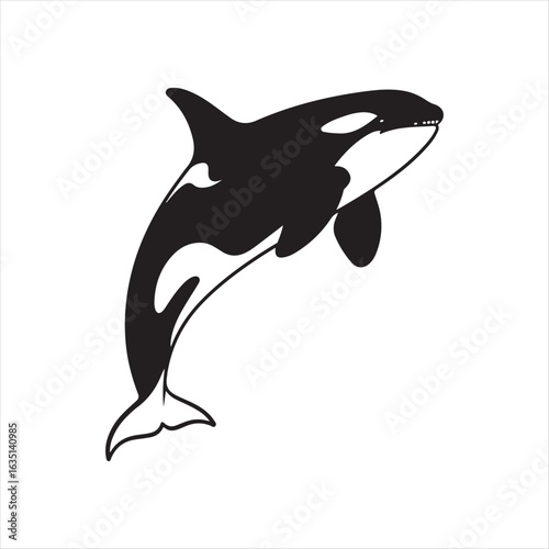 Black and white killer whale leaping from water orca marine mammal