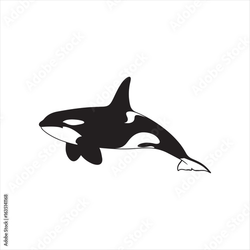 Black and white killer whale swimming orca marine mammal