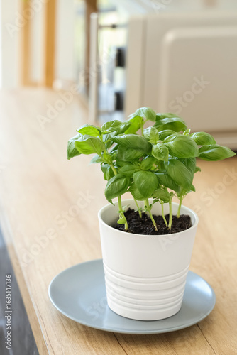 Fresh green basil plant in ...