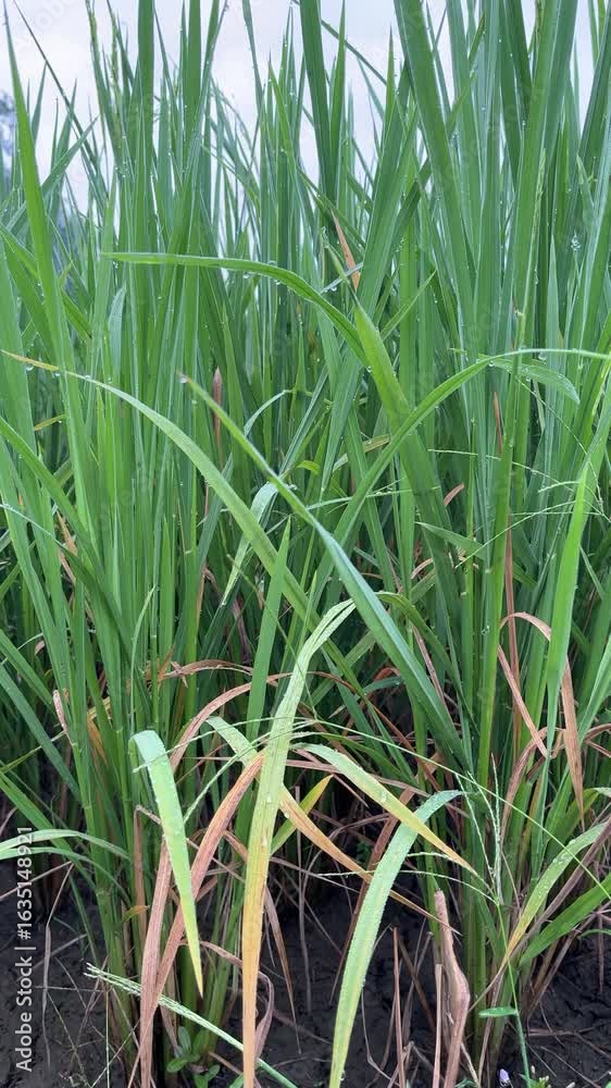 Close-up of green rice plants in a paddy field showing detailed leaves, stalks, and natural texture. Close-up of green rice plants in a paddy field showing detailed leaves, stalks, and natural texture.