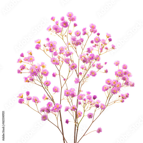 Pink flowers arrangement isolated black background
