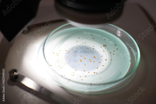 Foto Varroa destructor under microscope, devastating honeybee pests