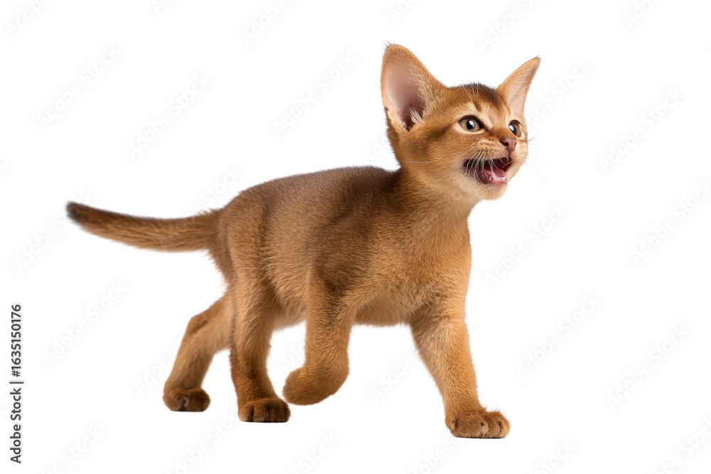 Fototapeta premium Free photo of cat in motion pose transparent background