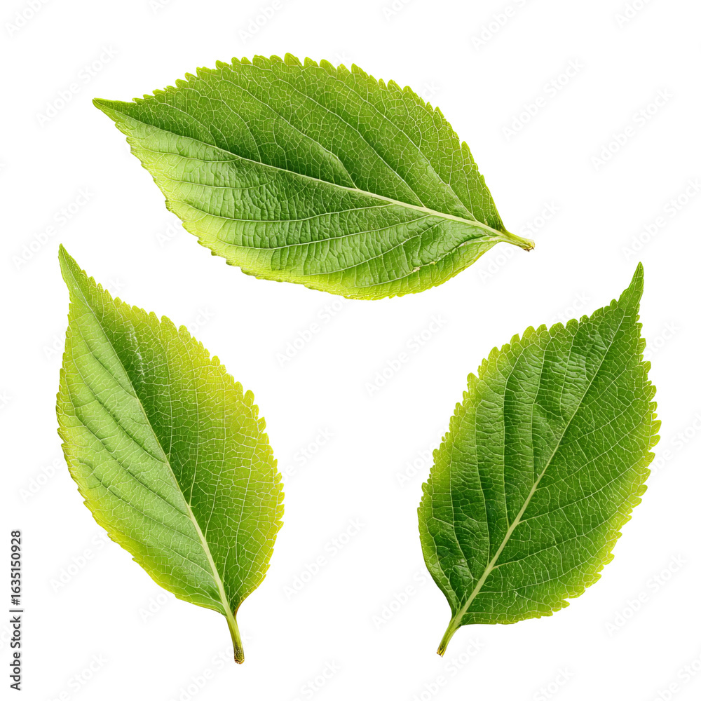 Obraz premium Fresh Green Leaves: A collection of vibrant green leaves isolated against a pristine backdrop, capturing the essence of nature's vitality and freshness.