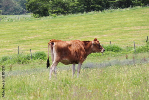 蒜山高原の牧草地で放牧される茶色いジャージー牛