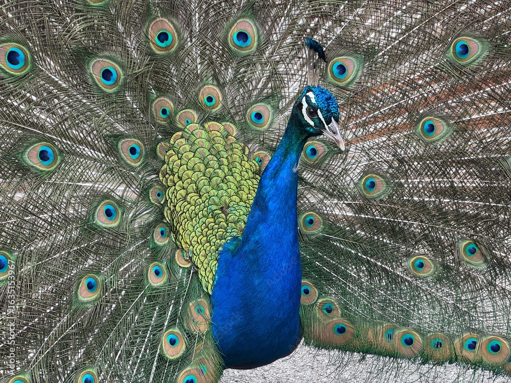Obraz premium Peacock with its feathers spread out