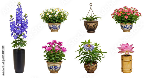 Set of various Houseplants: Delphinium, Daisy, Passionflower, Lotus isolated on transparent background