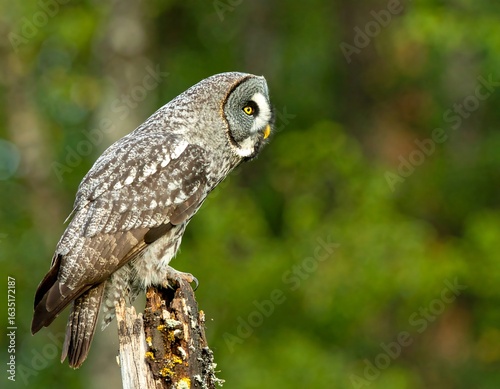 Wallpaper Mural Gray owl perched on a tree stump in a forest Torontodigital.ca