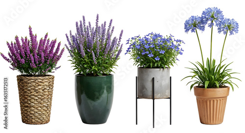 Set of various Houseplants: Heather, Hosta, Lobelia, Agapanthus isolated on transparent background