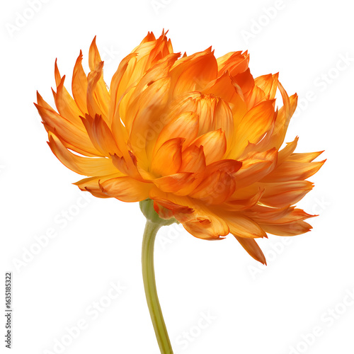 Vibrant orange flower isolated on black background showing detailed petals