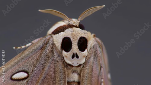 Cinemagraph macro footage of an acherontia atropos deaths-head hawkmoth with its spooky skull pattern
