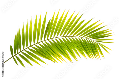 Image of a vibrant green palm frond, isolated on transparent background