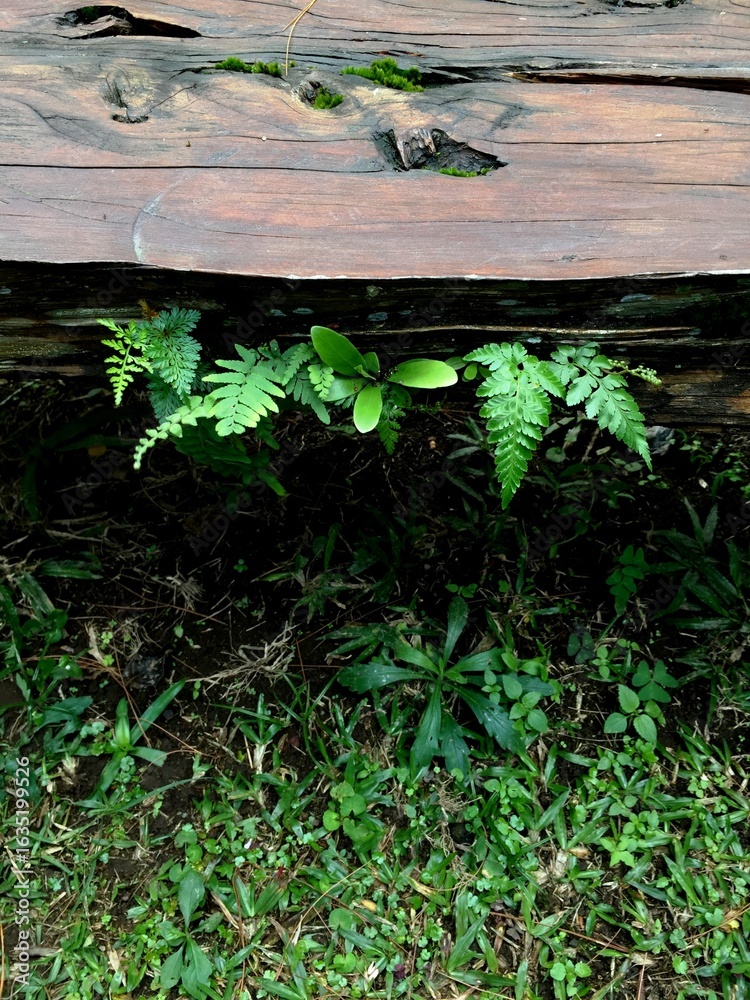 Obraz premium The small black fern or asplenium adiantum nigrum plant with green leaves that thrives on damp old wood in shady environmental conditions