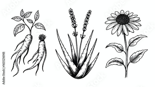 Medicinal Plants Vector Set – Ginseng, Aloe Vera & Echinacea Botanical Illustrations for Herbal Wellness