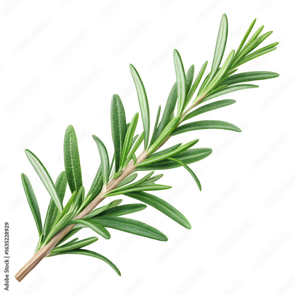 Fototapeta premium Rosemary Branch: a vibrant green rosemary branch isolated, capturing its delicate texture and aromatic leaves.