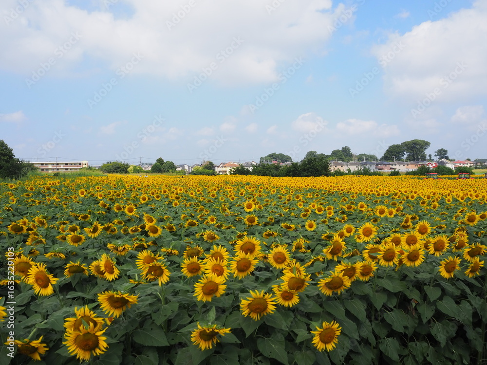 Obraz premium the popular sunflower garden in Tokyo, Japan