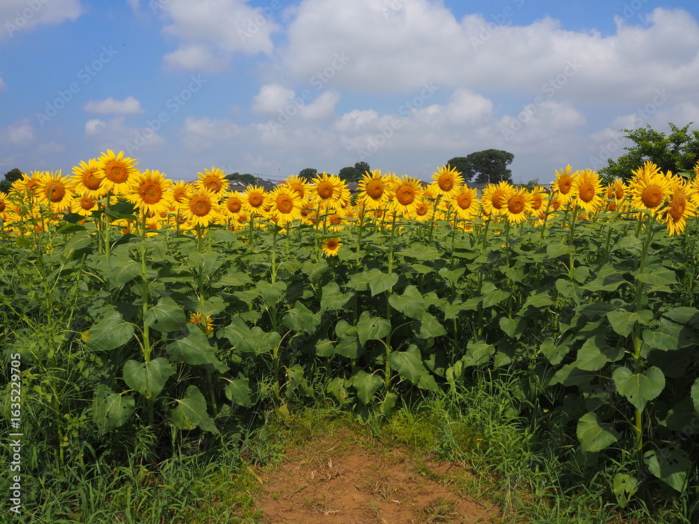 Obraz premium the popular sunflower garden in Tokyo, Japan