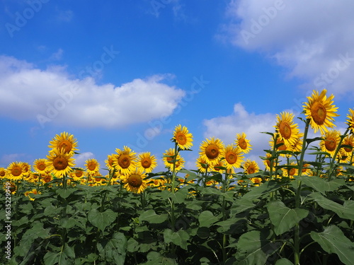 the popular sunflower garden in Tokyo, Japan