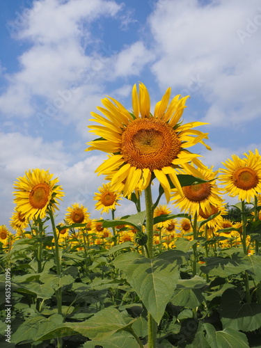 the popular sunflower garden in Tokyo, Japan