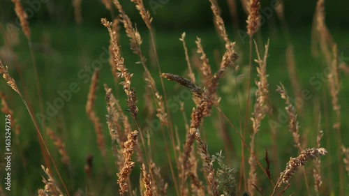 Grass Seedheads Blowing in The Wind in Evening Light in Late-Summer Sunshine
