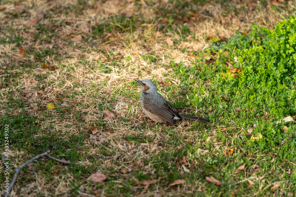 Obraz premium 庭のヒヨドリ