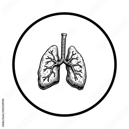 Illustration of lungs anatomical, representing respiratory system, health, and medical concept, perfect for educational materials