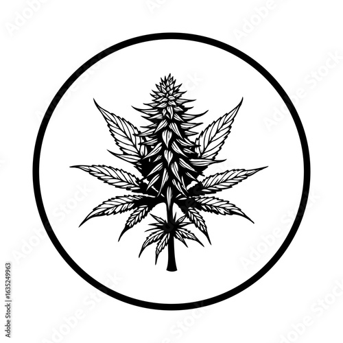 Cannabis sativa plant illustration as a symbol or logo within a circle isolated on white a background