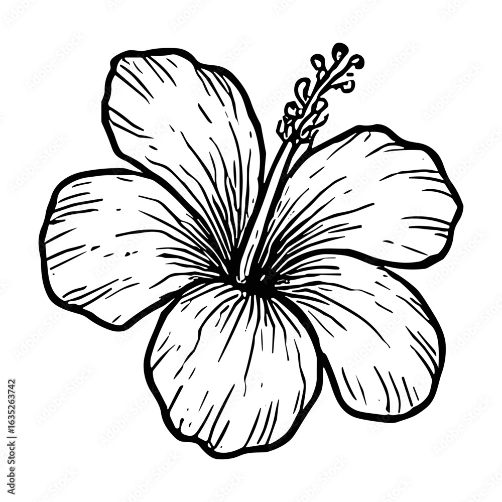 Fototapeta premium Hibiscus Bloom 11