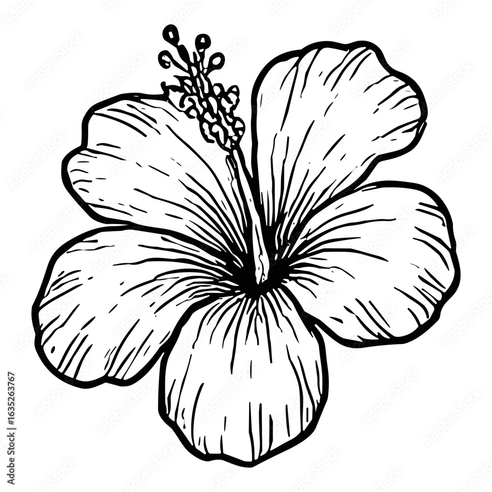 Fototapeta premium Hibiscus Bloom 4