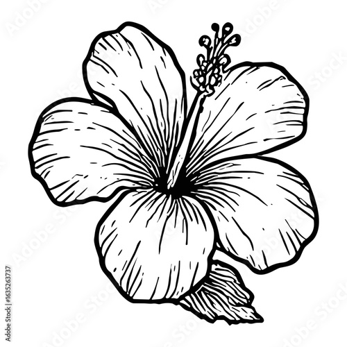Hibiscus Bloom 12