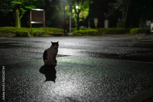 雨の夜、アスファルトの上の猫