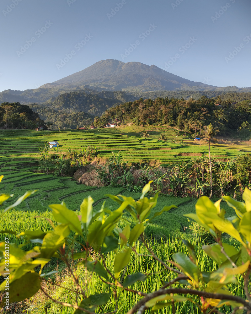 Obraz premium rice fields in indonesia