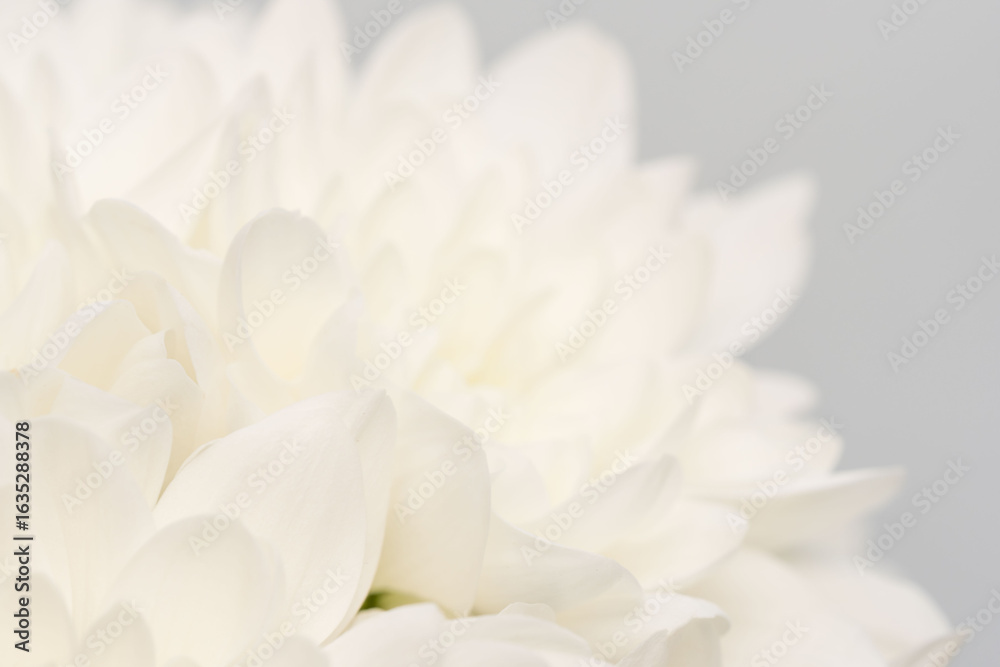 Fototapeta premium 白色の菊の花をグレー背景でマクロ撮影31