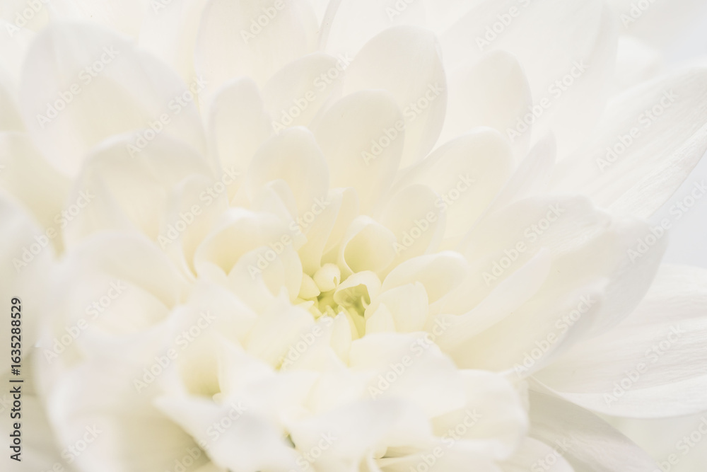Obraz premium 白色の菊の花を白背景でマクロ撮影28