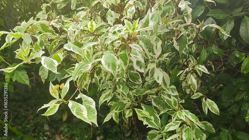 A close-up filming of a plant with wet leaves, featuring a mix of green and creamy white colors. Cornus alba Elegantissima