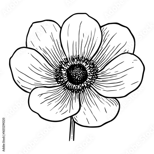 Anemone Blossom 5