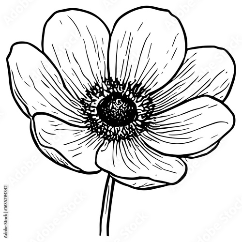Anemone Blossom 15