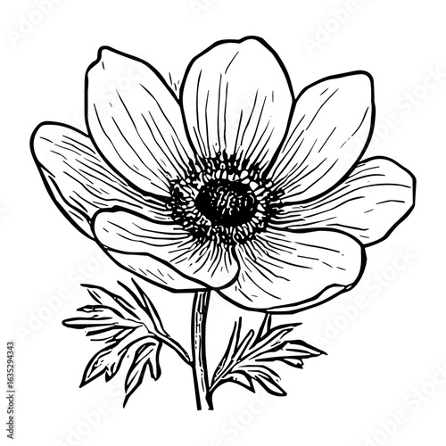 Anemone Blossom 6