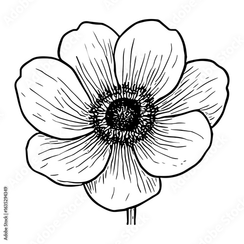 Anemone Blossom 9