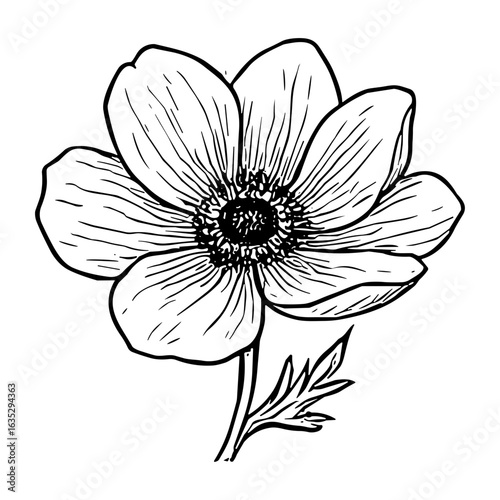 Anemone Blossom 8