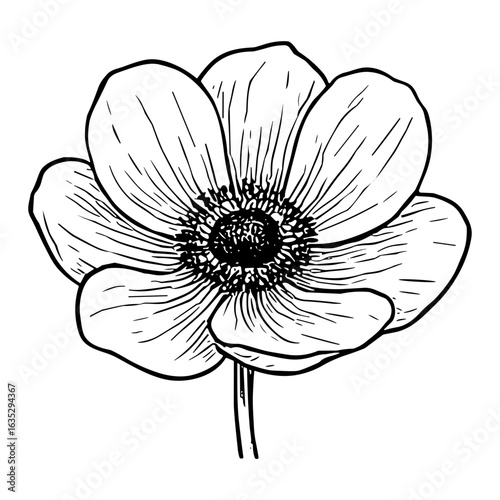 Anemone Blossom 10
