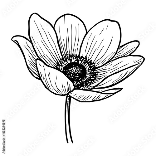 Anemone Blossom 7
