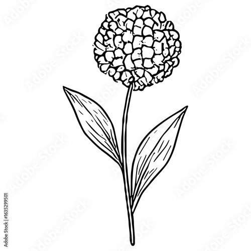 Allium Bloom