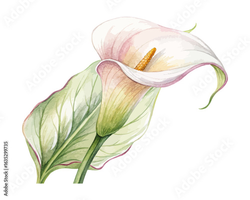 watercolor calla lily vector illustration isolated on white background