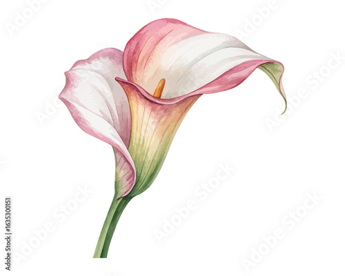 watercolor calla lily vector illustration isolated on white background